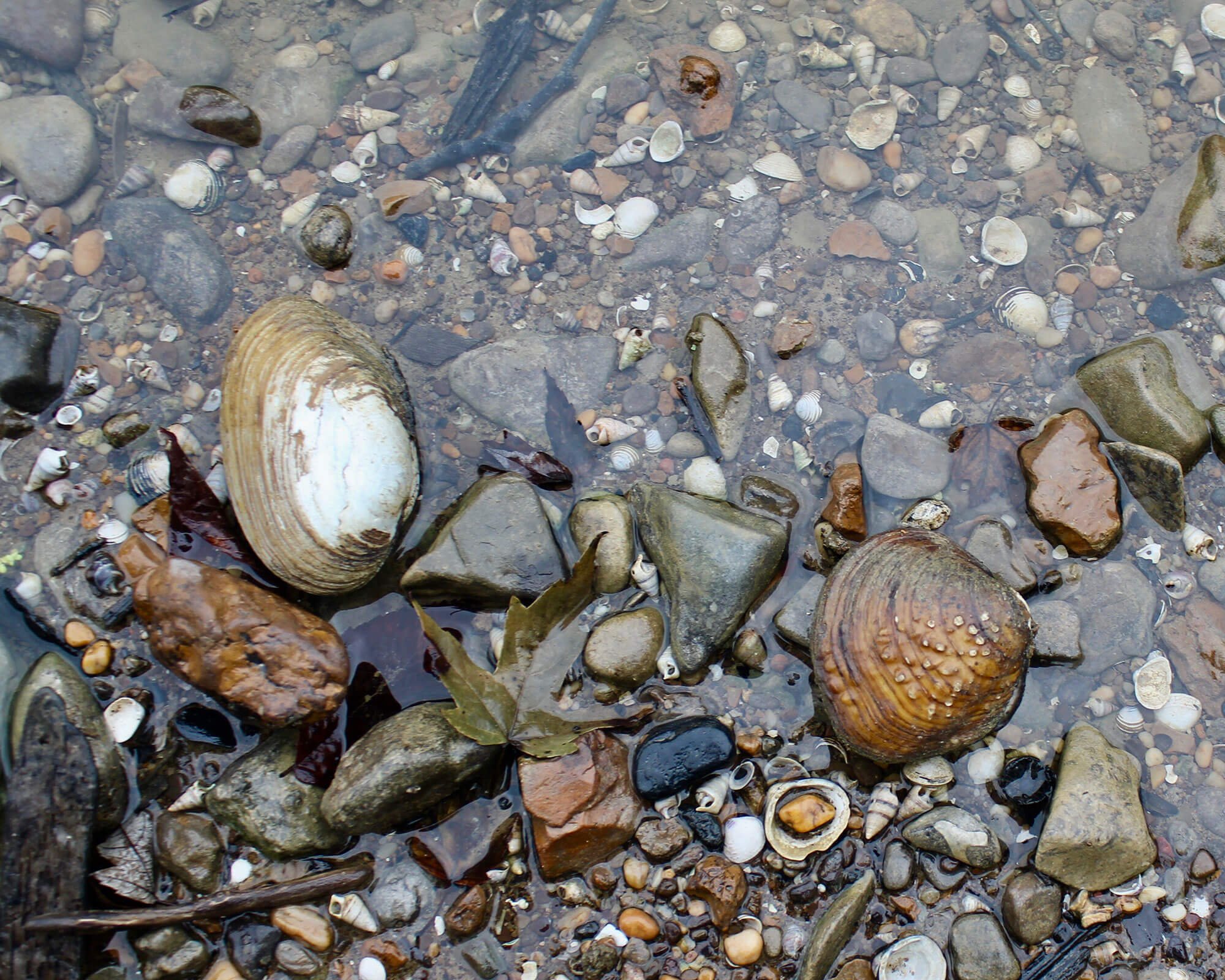 The riverbank is covered in shells on this stretch of the Licking River near Butler, Kentucky. (Photo by Carrie Blackmore Smith/PublicSource)